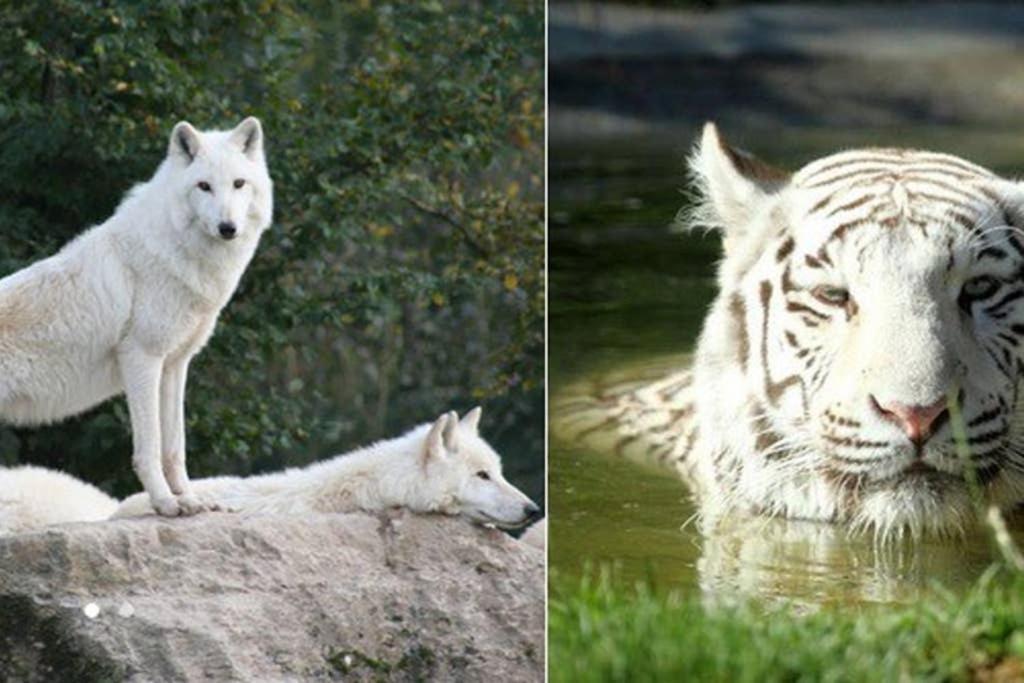 Le Merle Enchanteur * Paladru